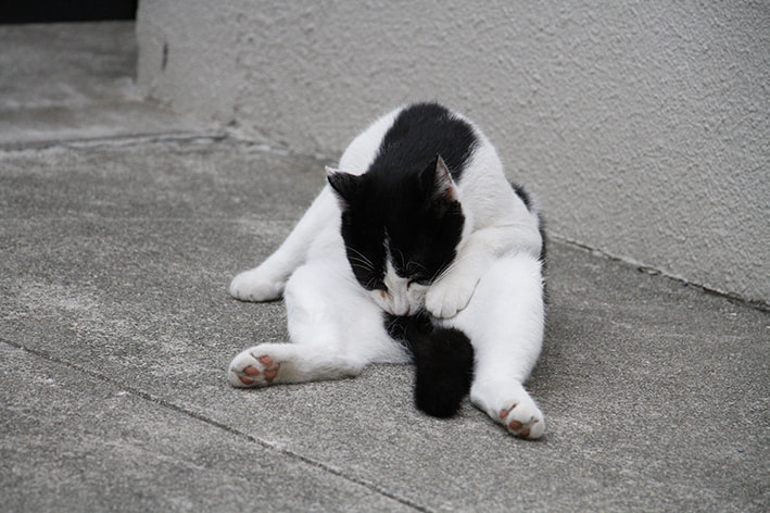 オンライン写真展　猫