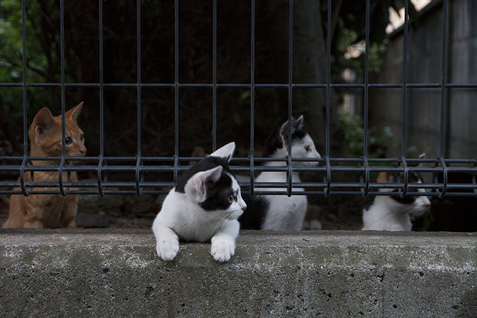 オンライン写真展　猫