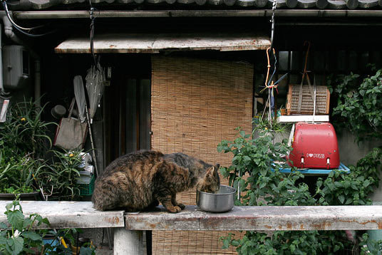 オンライン写真展　猫