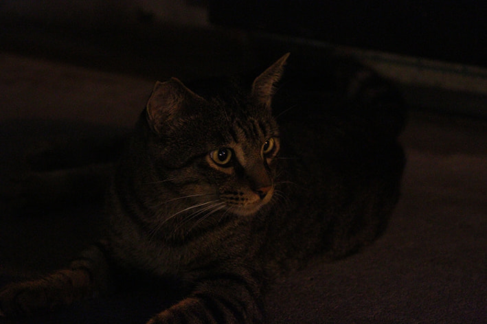オンライン写真展　猫
