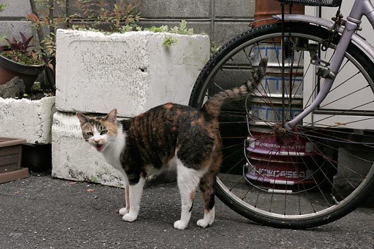 オンライン写真展　猫