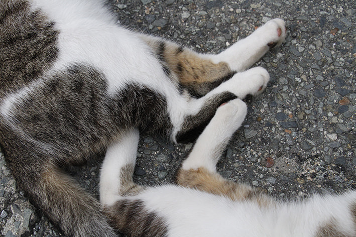 オンライン写真展　猫
