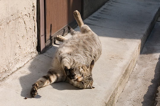 オンライン写真展　猫