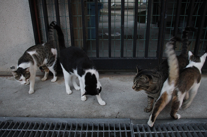 オンライン写真展　猫