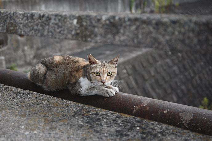 オンライン写真展　猫