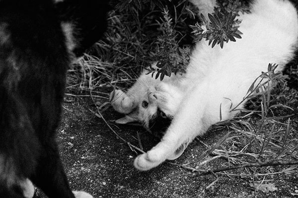 オンライン写真展　武内正樹