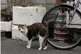 猫東三国で1番の美人猫ちゃんだ