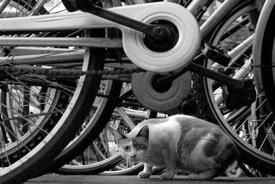 オンライン写真展　武内正樹