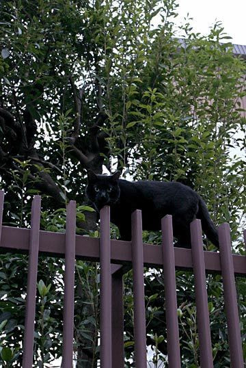 オンライン写真展　武内正樹
