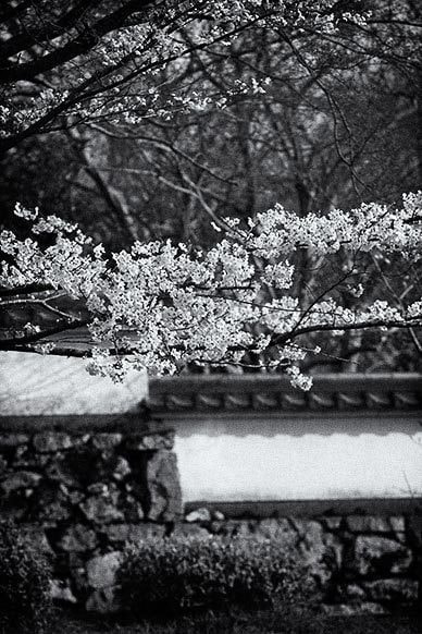 オンライン写真展　猫